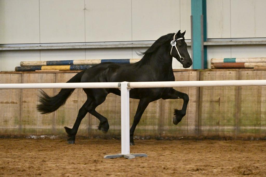 Post & re-inspection First Look: 12 stallions to Leeuwarden